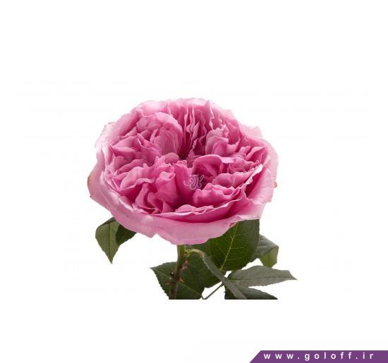 خرید گل - گل صد تومانی فرنیا - Farneia | گل آف